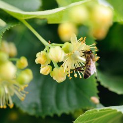 pszczoła zbiera nektar z kwiatu lipy
