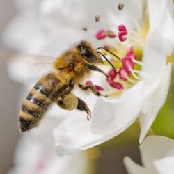 pszczoła na kwiecie gruszy
