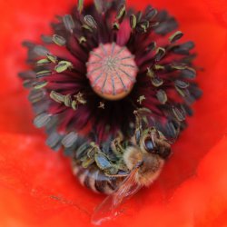 pszczoła zbierająca pyłek z kwiatu maku