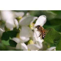 Pszczoła zbierająca nektar z kwiatu robinii akacjowej